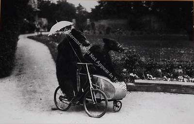 A89 FREAKY STRANGE ODD BIZARRE Bicycle Bear Riding Sidecar CREEPY VINTAGE PHOTO