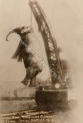 A65 SCARY FREAKY ODD STRANGE Elephant Execution Hang BIZARRE VINTAGE PHOTO WEIRD