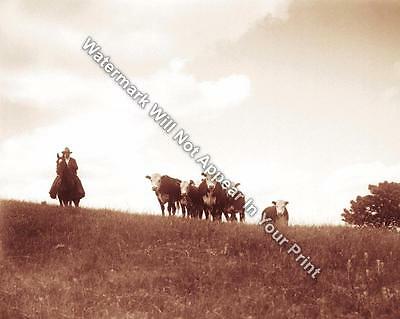 OLD WEST WYOMING COWBOY VINTAGE PHOTO DRIVING CATTLE Reprint Photo Pic A162